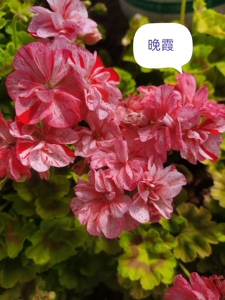 晶晶小园天竺葵直立晚霞四季开花阳台庭院办公室绿植盆栽植物花卉