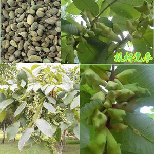 恩施野生药材树苗 五倍子 百虫仓 盐肤木 庭院盆栽 园林绿植苗木