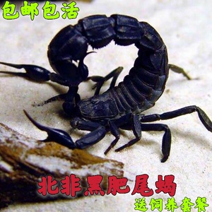 北非黑肥尾蝎 黑肥am 宠物蝎子另类宠物新手入门好养霸气沙漠蝎