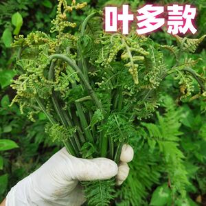 【鲜嫩摘】广西新鲜水蕨菜农家野菜龙头菜猫爪菜1斤鲜嫩叶多款尾