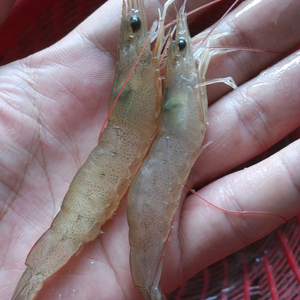 【争鲜海鲜】潮汕海捕野生沙虾 鲜活海虾 海鲜水产250g