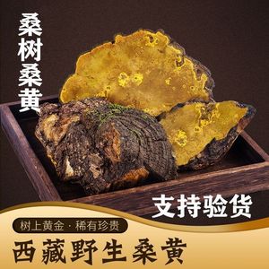 西藏野生桑树桑黄22年正宗灵芝林芝特级金边桑黄药材500g克一斤装