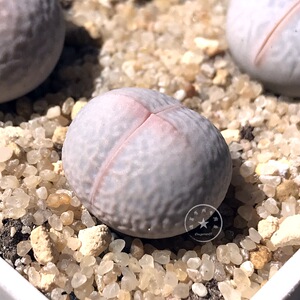 诸葛有肉 生石花南蛮玉 高尔夫 一物一拍 四年成株 多肉植物番杏