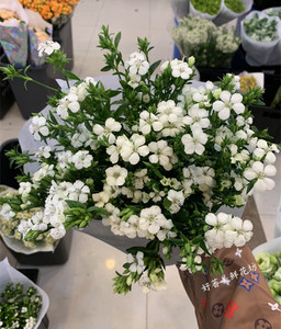 云南昆明白色相思梅 石竹梅 家养配花上海同城鲜花速递 花期长