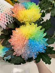 七彩牡丹菊进口雏菊鲜花速递江浙沪皖2扎包邮上海同城5枝一扎家用