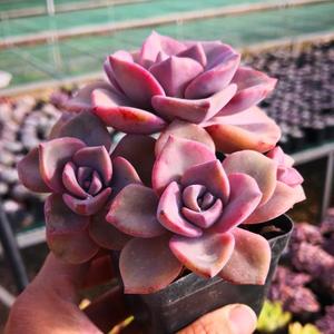 云南基地雨馨园艺多肉植物室内稀有彩虹糖多头群生老桩满68包邮