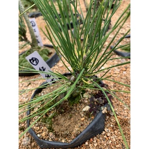 日本红孔雀黑松三河坨坨松嫁接变色红色非寸稍千寿丸蛇目旭龙