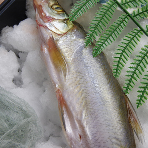 2022新货【太湖农耕三白特产】白鱼苏州鲜活鱼速冻杀好去内脏冷冻