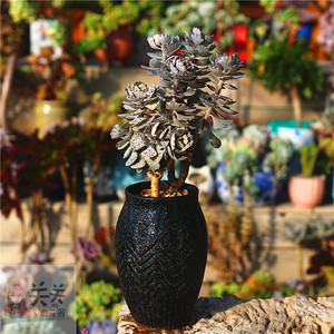 关关多肉花园 多肉植物 雀扇 扇雀姬宫 水泡