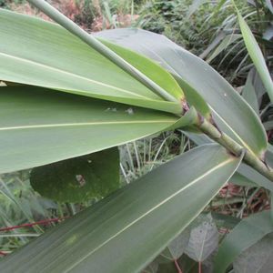 【现货速发】新鲜粽叶大粽子叶 野生包粽子叶 广西米粽叶送绳子