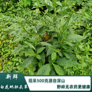 新鲜深山白花地胆头草500g中药材地胆草苦地胆煲汤料中草药地斩头