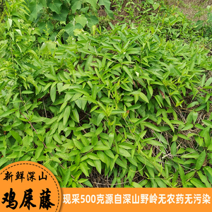 新鲜鸡屎藤鸡矢藤中药材臭藤根臭屎藤鸡脚藤白毛藤中草药煲汤养生