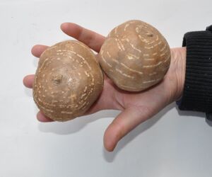 【大果】山东单县罗汉参海门香芋土圞儿香芋参地雷香栗参