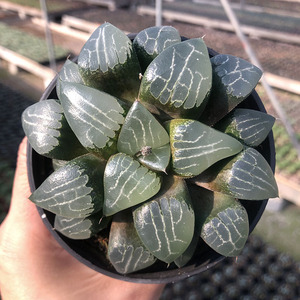 月影寿电路板透明十二卷属室内玉露多肉植物盆栽带盆栽好一物一拍