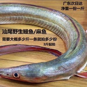 广东汕尾本港现捕海钓鳗鱼海水产新鲜麻鱼鲜活冷冻包邮
