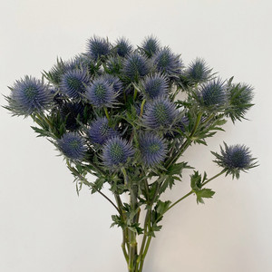 进口蓝刺芹鲜花 刺球大花朵可当干花 婚庆用花 一扎10枝 同城直批