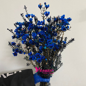 清新优雅 欧洲腊梅鲜花 蓝色香味花瓣 养眼醒目 小滋生活家居插花