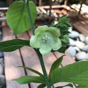 云南糯米香藤本灌木花卉植物盆栽花香浓郁可攀爬全株可用药