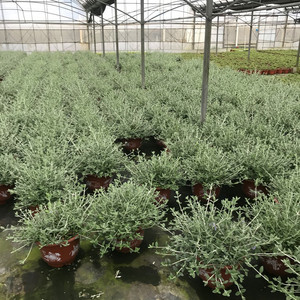 水果兰盆栽花卉室外庭院花坛绿植多年生灌木植物耐寒耐热四季常绿