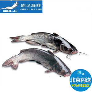 超值现货3斤左右一条鲜活习鱼江苏鮰鱼回鱼乌江鱼淡水鱼类非江团