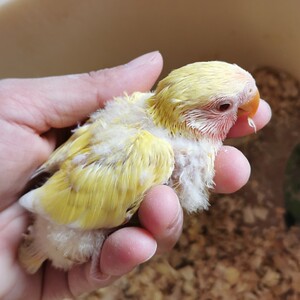 牡丹鹦鹉黄桃绿桃面类牡丹半毛牡丹雏鸟手养可亲人一对可繁殖下蛋