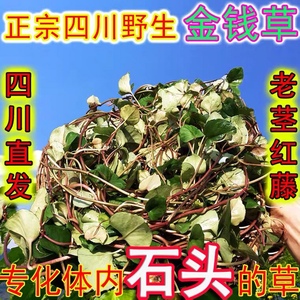 野生的四川大叶金钱草结石泡茶喝消石茶自然晒干新鲜无硫1000g