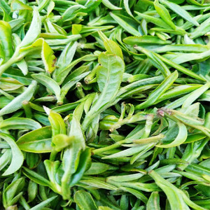 早春明前特级绿茶2022宜良宝洪茶200克十里飘香茶云南