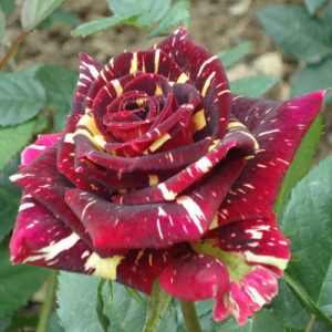 阳台桌面微型月季花苗盆栽小五彩钻石玫瑰花色多绚丽超级能开多头