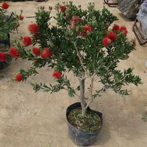 红千层盆景