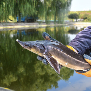 怀柔泉水鲟龙鱼现杀净膛整鱼1.5斤一条无刺新鲜营养2条包邮