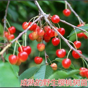 野生樱桃野生小樱桃树苗大小苗 樱桃苗庭院种植 盆景现挖发货包邮