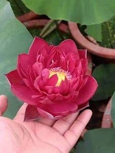 墨红-荷花碗莲 庭院 阳台露台 中型藕种