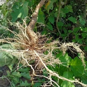 广东农家现挖野生刺天茄根苦天茄根苦新鲜颠茄根黄果茄根野茄