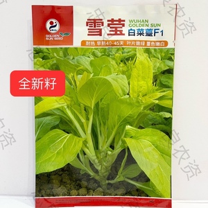 武汉金阳红雪莹白菜苔F1种子,早熟45-50天叶片嫩绿苔色嫩白10g