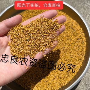 榨菜籽油腊菜籽 黄籽腊菜种子高出油率菜油香醇 观赏油菜高产散装