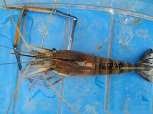 000人付款天猫500g 北京闪送 鲜活罗氏虾 大头虾 金