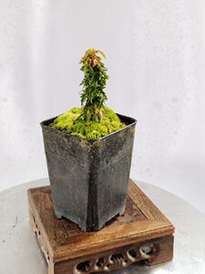 原生进口琴姬红枫