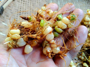 贵州咕噜子药草药新鲜银珠草 苗药九子连环草珍珠三七算盘子500克