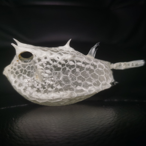 天然动物标本箱鲀透明全身骨骼个性酒吧摆件diy灯罩