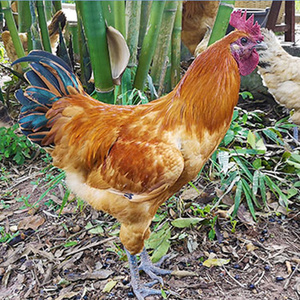 毛鸡黄毛乌骨鸡种蛋受精蛋乌鸡现捡现发可孵化龙马士鸡破损包赔