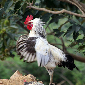 502人付款淘宝纯种鹊山鸡种蛋受精蛋可孵化蛋土鸡种