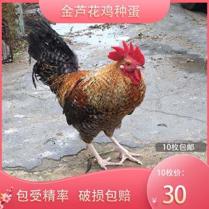 金芦花鸡种蛋受精蛋可孵化汶上芦花鸡纯种红芦花土鸡种蛋10枚包邮
