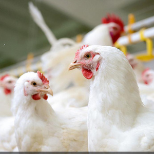 纯白鸡种蛋受精蛋纯白土鸡受精卵白毛鸡三白鸡种蛋白公鸡白羽肉鸡