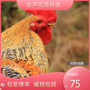 金芦花鸡种蛋受精蛋可孵化汶上红芦花鸡纯种大型土鸡肉鸡种蛋30枚