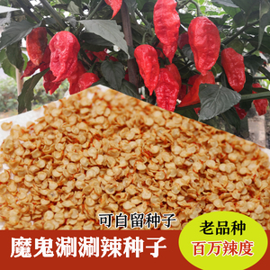 魔鬼辣椒种子1克/5克/10克德宏涮涮辣种子印度魔鬼椒老品种象鼻辣