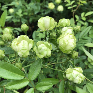 绿色多头微月季闪电小月季四季开花阳台庭院花园花卉绿植带土发货