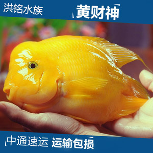 热带观赏鱼起头黄财神黄元宝鱼发财鱼招财鱼银龙鱼鹦鹉财神鱼鱼苗