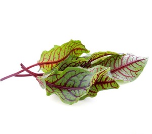 新鲜红脉酸模叶1盒25片左右 红酸模草酢浆草食用花酒店摆盘装饰