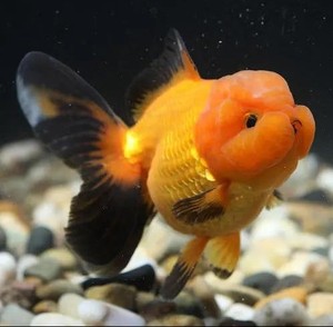 金鱼元宝狮,猫狮,兰寿,泰狮,鎏金龙睛冷水招财观赏鱼养殖基地