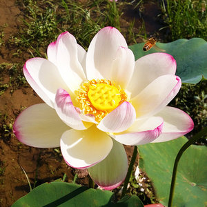 彩云翔碗莲种藕裸根阳台楼顶庭院趣味盆栽中型水生荷花卉绿植容易